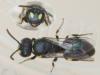 Hylaeus pictipes